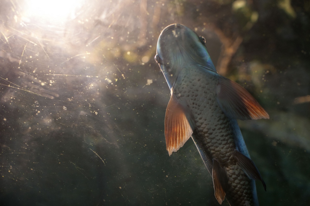 Photogenic Fish
